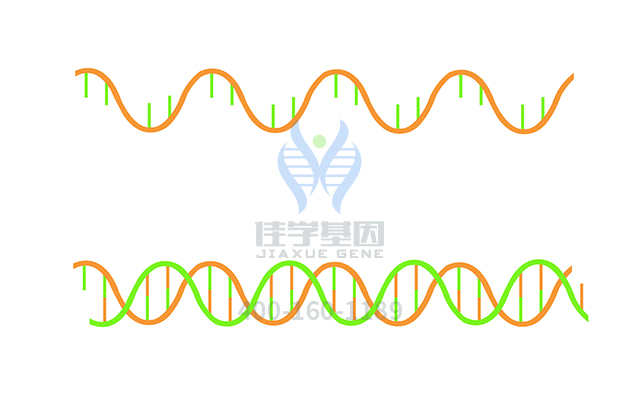 【佳學(xué)基因檢測(cè)】需要多長(zhǎng)時(shí)間可以拿Renpenning綜合征基因解碼、<a href=http://www.lag888.cn/tk/jiema/cexujishu/2021/31933.html>基因檢測(cè)</a>報(bào)告？