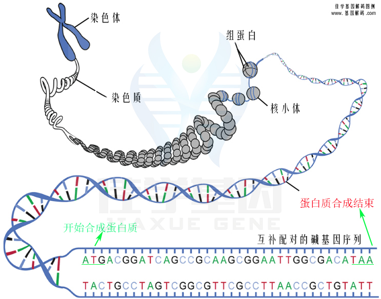 【佳學(xué)基因檢測】低鎂血癥6腎臟型基因解碼、<a href=http://www.lag888.cn/tk/jiema/cexujishu/2021/31933.html>基因檢測</a>報告看得懂嗎？