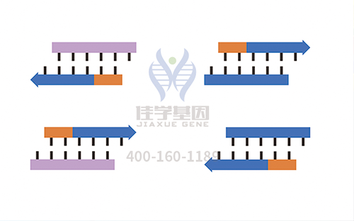 【佳學(xué)基因檢測(cè)】怎樣選擇耳聾X連鎖1型基因解碼、<a href=http://www.lag888.cn/tk/jiema/cexujishu/2021/31933.html>基因檢測(cè)</a>？