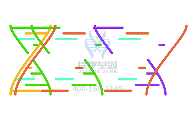 【佳學(xué)基因檢測】如何做脛前大皰性表皮松解癥常染色體隱性遺傳基因解碼、<a href=http://www.lag888.cn/tk/jiema/cexujishu/2021/31933.html>基因檢測</a>？