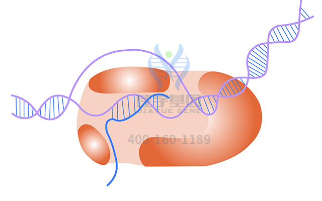 【佳學(xué)基因檢測(cè)】甲狀腺發(fā)育異常1基因解碼、<a href=http://www.lag888.cn/tk/jiema/cexujishu/2021/31933.html>基因檢測(cè)</a>報(bào)告時(shí)間是一樣的嗎？