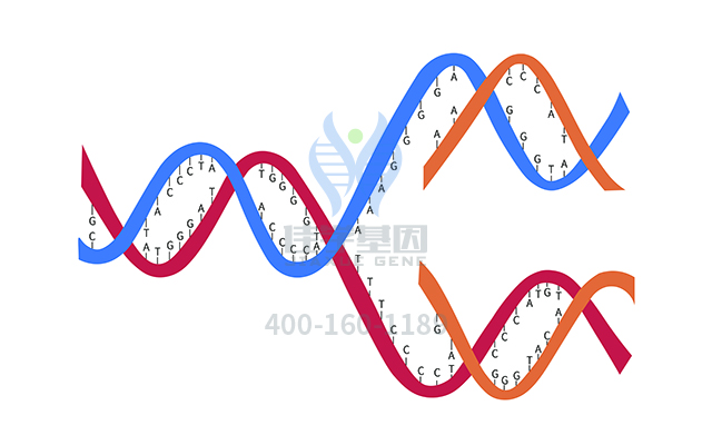 【佳學基因檢測】做先進扭轉性<font color='red'>室速</font>基因解碼、基因檢測需要多少錢？
