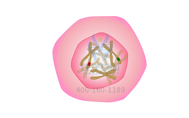 【佳學(xué)基因檢測】常染色體顯性遺傳性小腦性共濟失調(diào)<font color='red'>耳聾</font>和發(fā)作性睡病基因解碼、<a href=http://www.lag888.cn/tk/jiema/cexujishu/2021/31933.html>基因檢測</a>的報告有人解讀嗎？