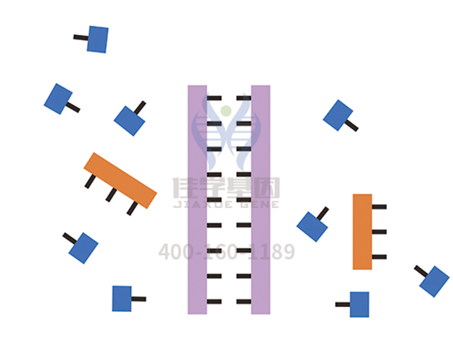 【佳學基因檢測】<font color='red'>L1<font color='red'>綜合征</font></font>基因解碼、<a href=http://www.lag888.cn/tk/jiema/cexujishu/2021/31933.html>基因檢測</a>
